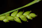 Thinfruit sedge